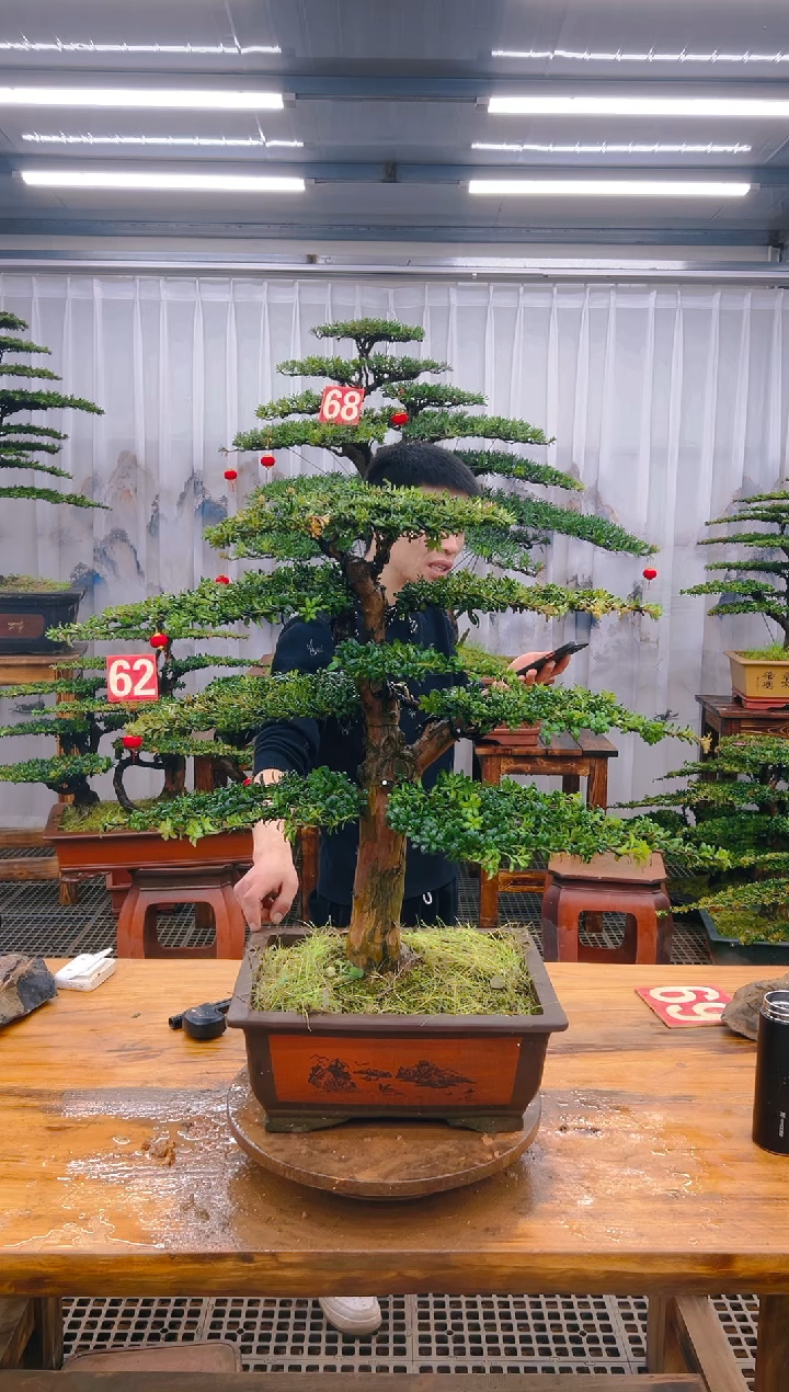 【闪购商品】紫砂精品盆景直播间一物一拍