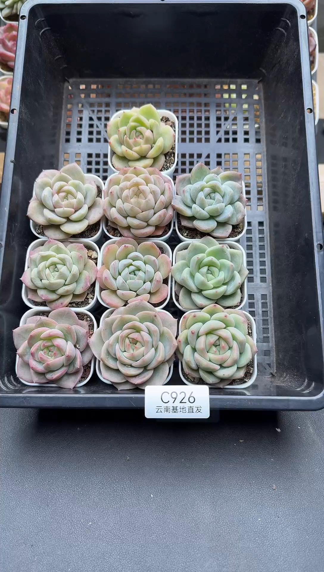 珍妮杂交多肉C926