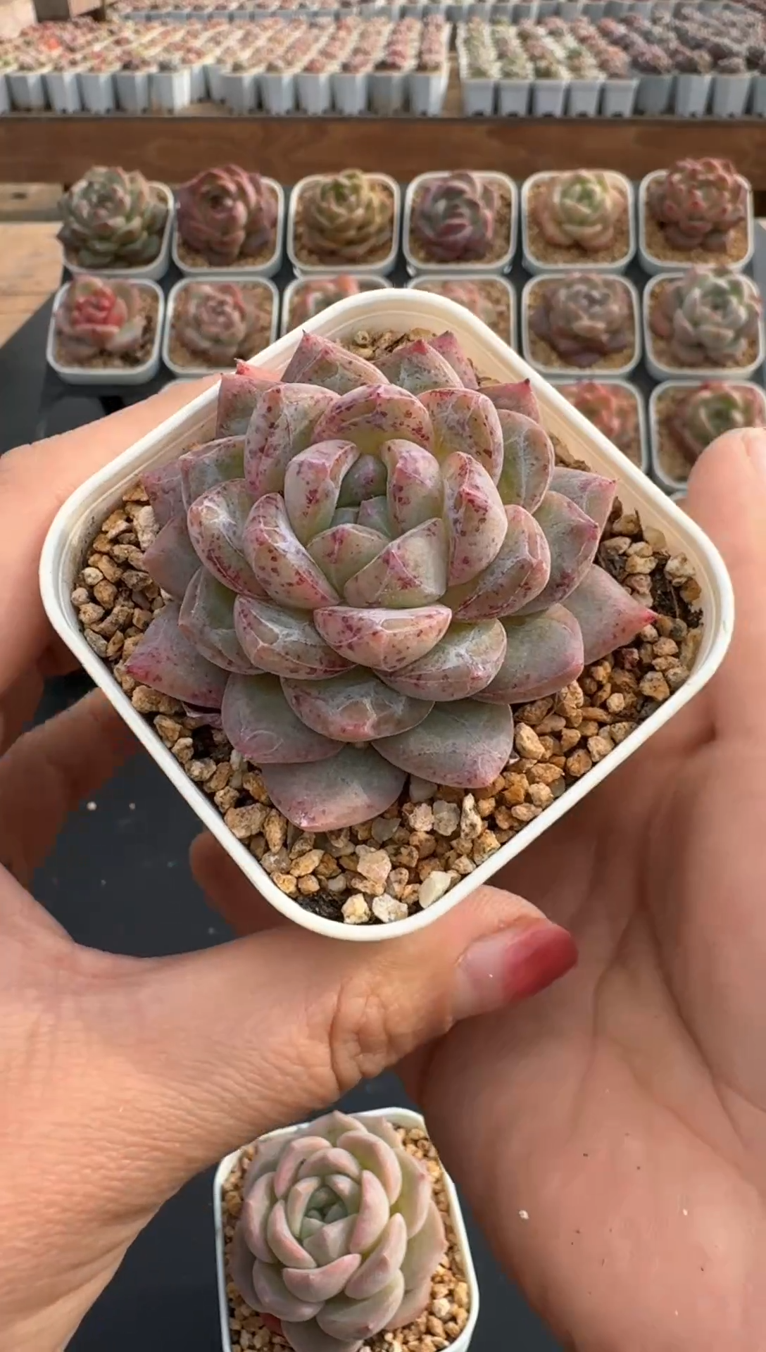 【闪购商品】927E号一物一拍多肉花卉植物3颗起发