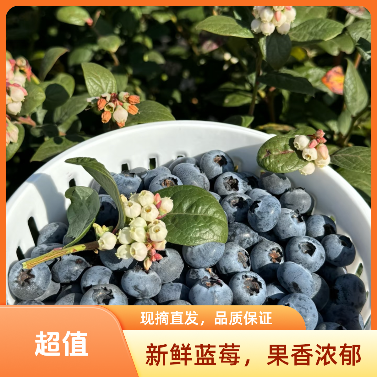 顺丰次日达蓝莓小镇露天花香蓝莓【果王18-22mm】新鲜现摘江苏省