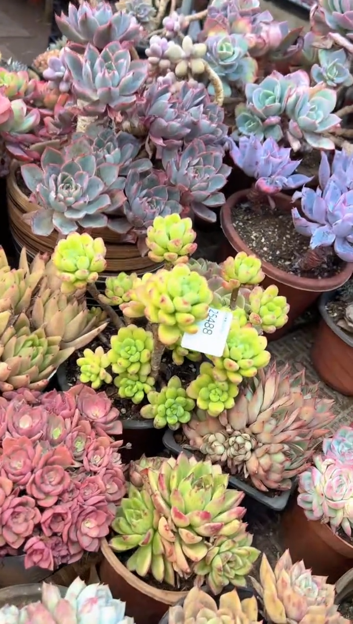 浮*多肉植物一物一拍25488