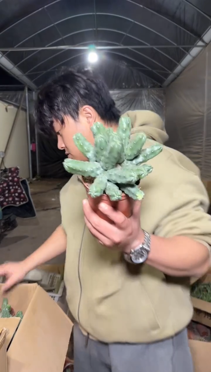 大号 多头 水仙情郎【带根】