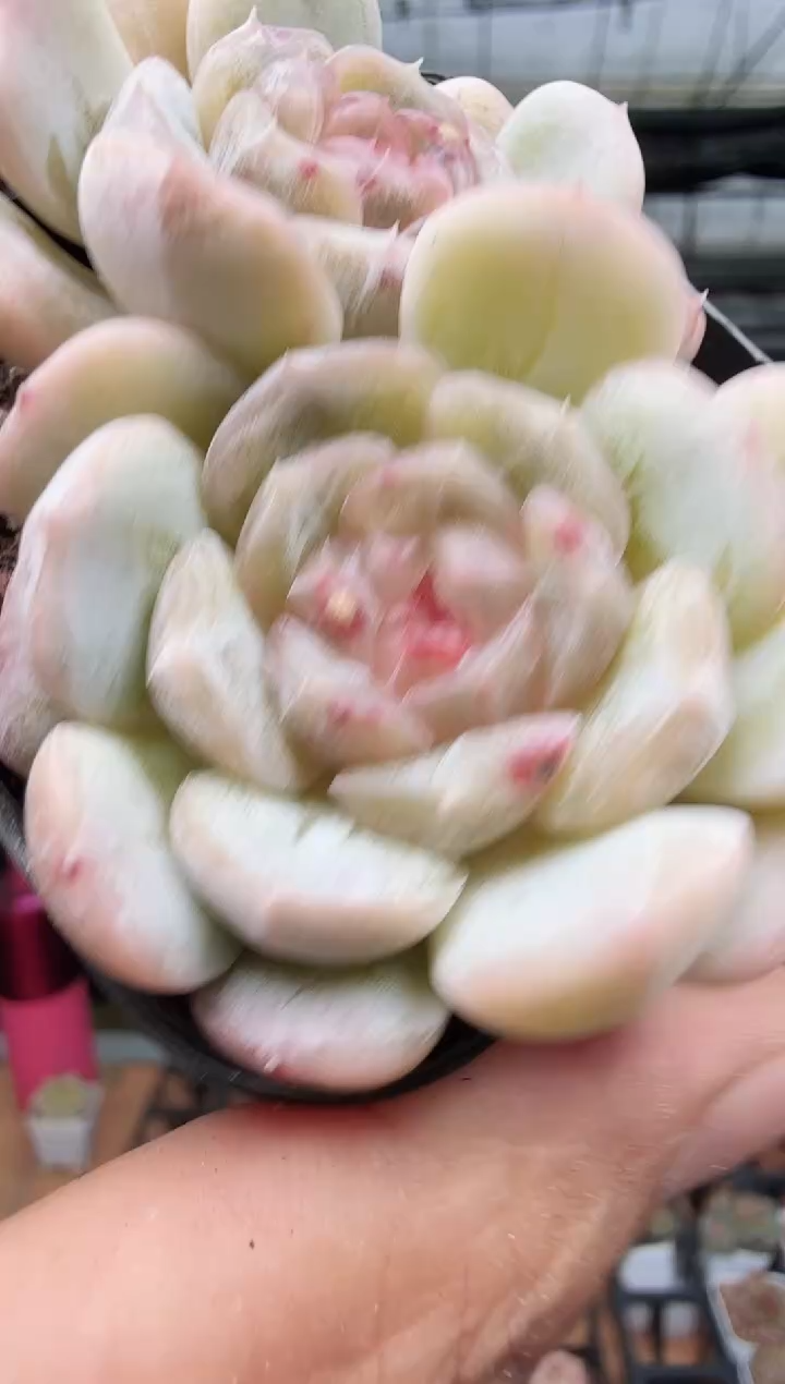 东云多肉园新款-185