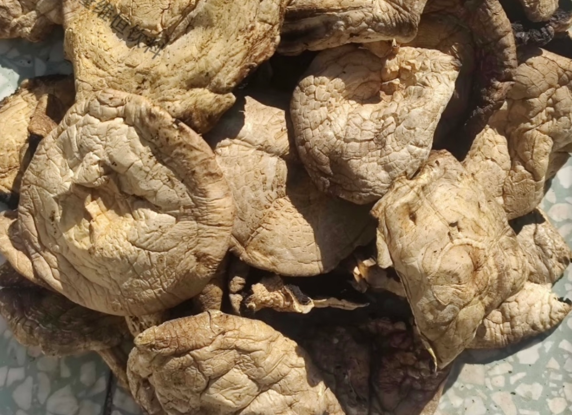 新疆巴里坤天山野蘑菇