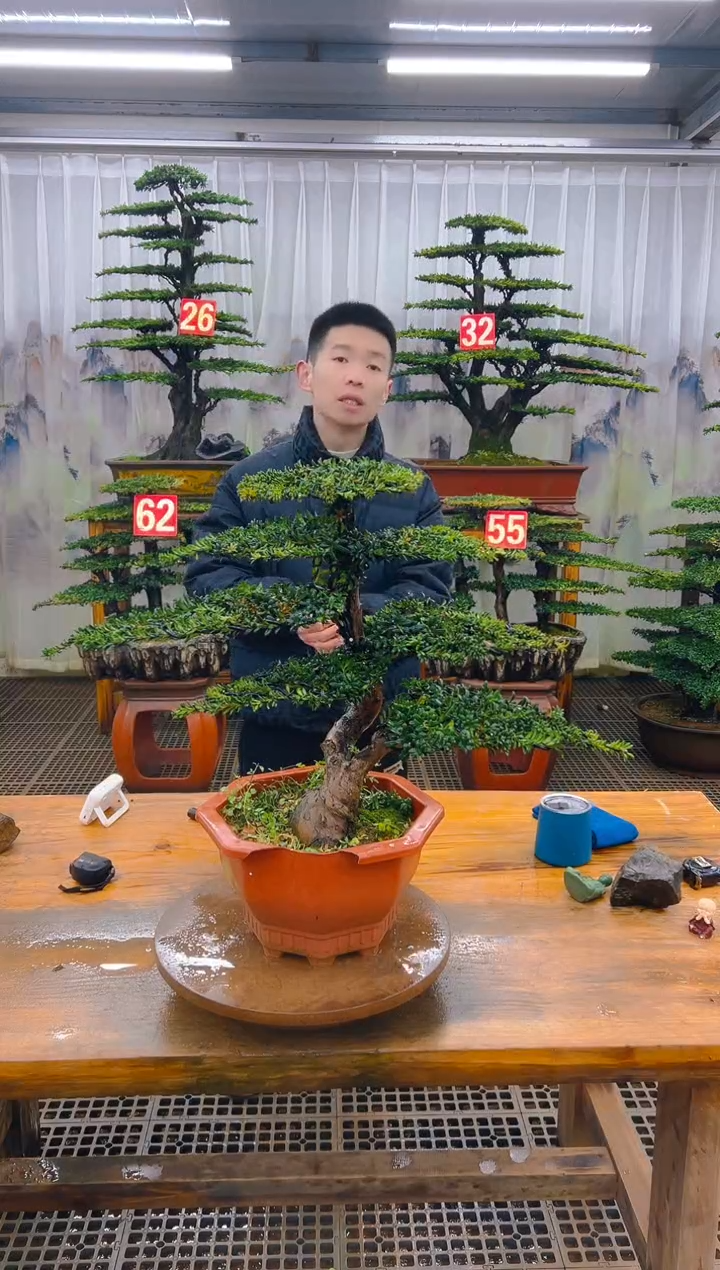 无花朵精品盆景直播间一物一拍