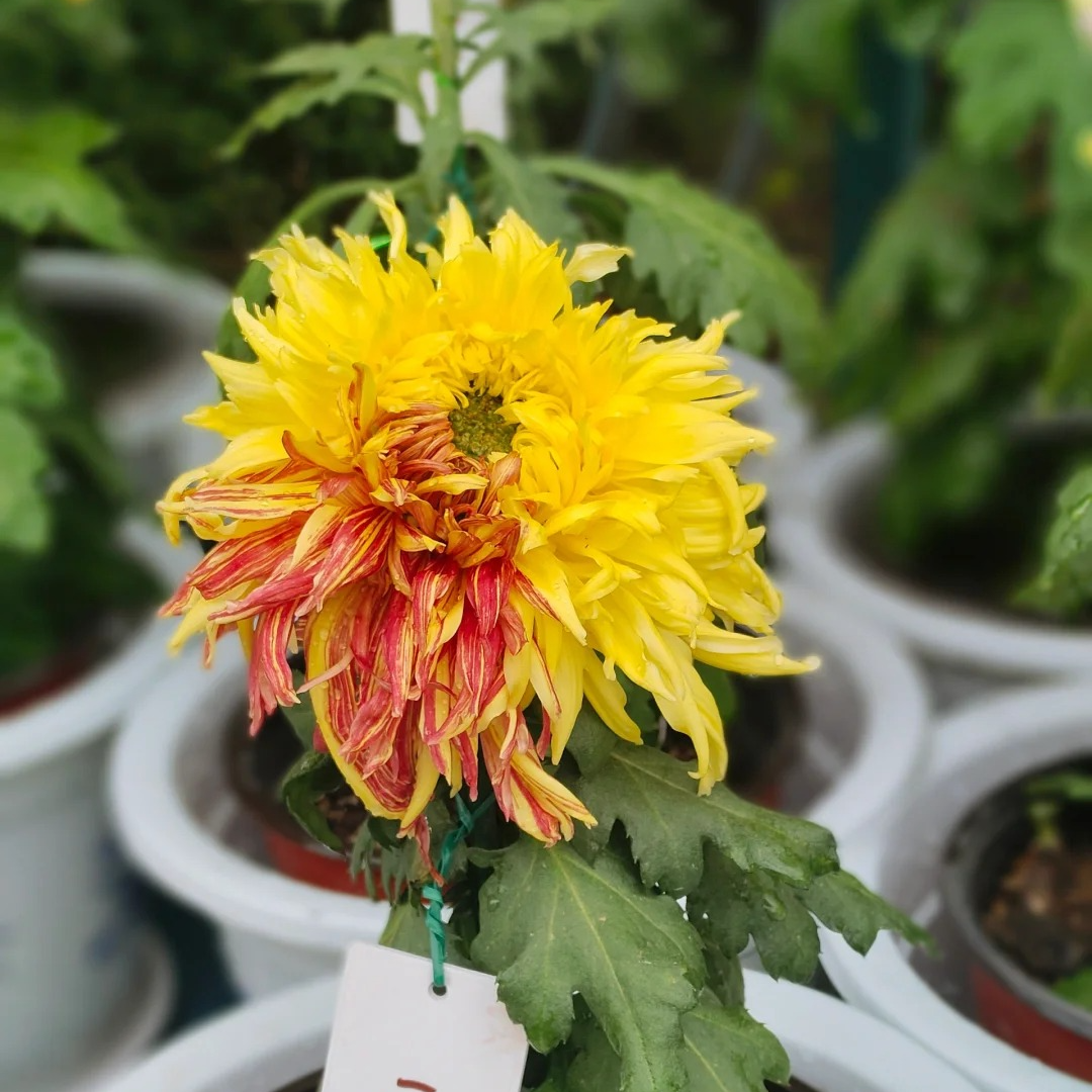 【二乔】菊花(盆栽)原盆发货(盆坏不赔