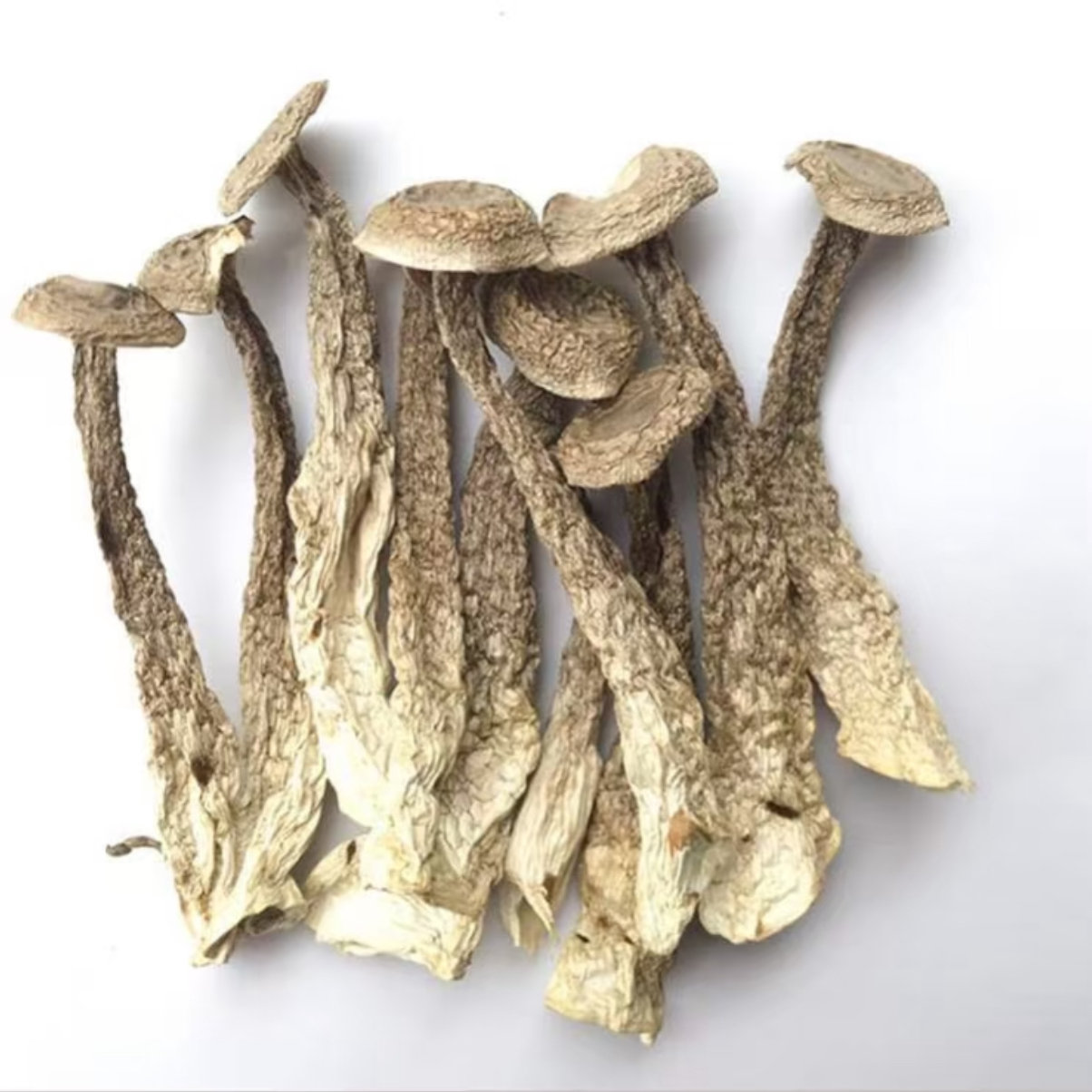 东北依兰鹿茸菇干净不碎新鲜无硫可炒菜煲汤的食用菌支持试吃50g