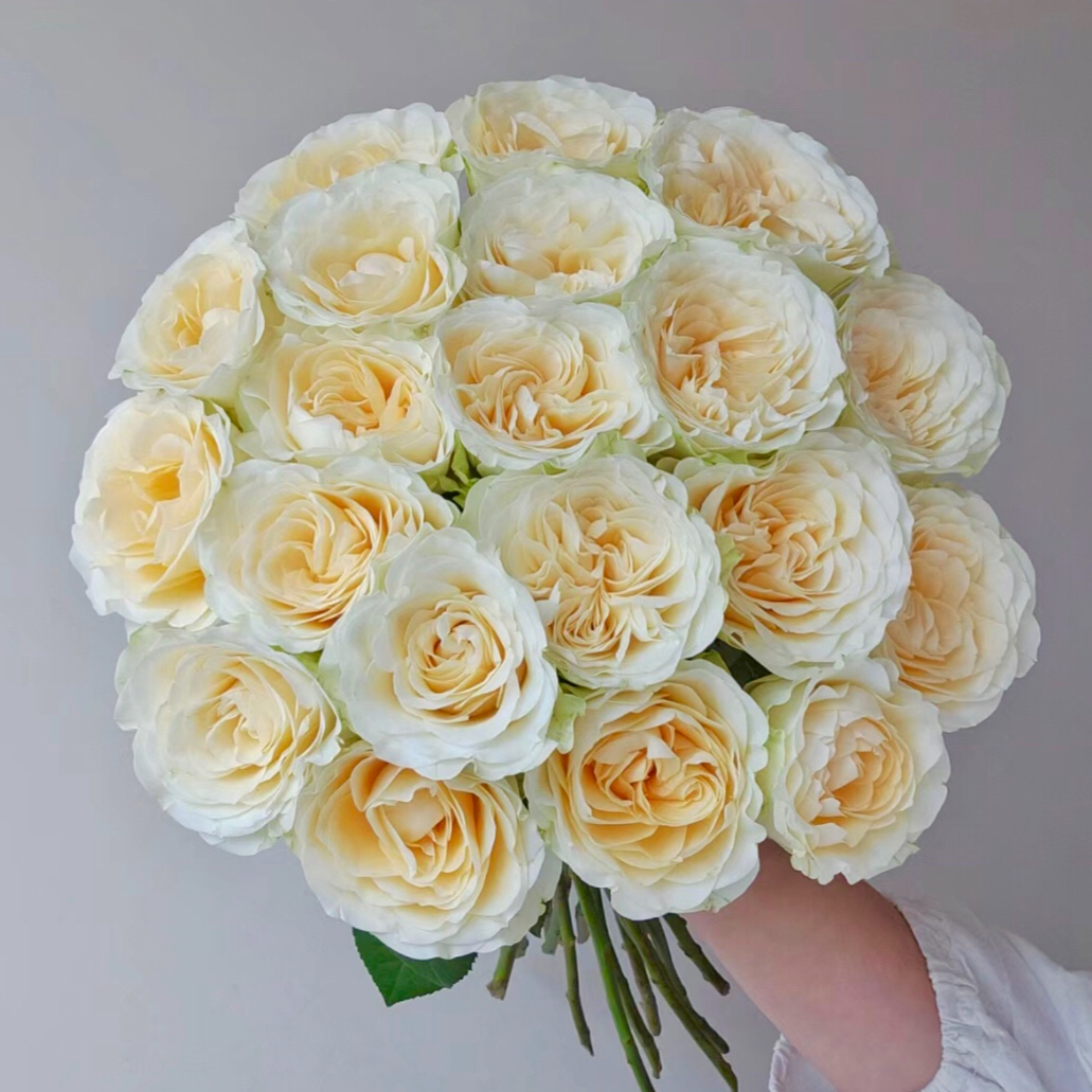 云南木木花卉 奶油杯 品牌单头玫瑰鲜切花束家庭氛围感鲜花插花