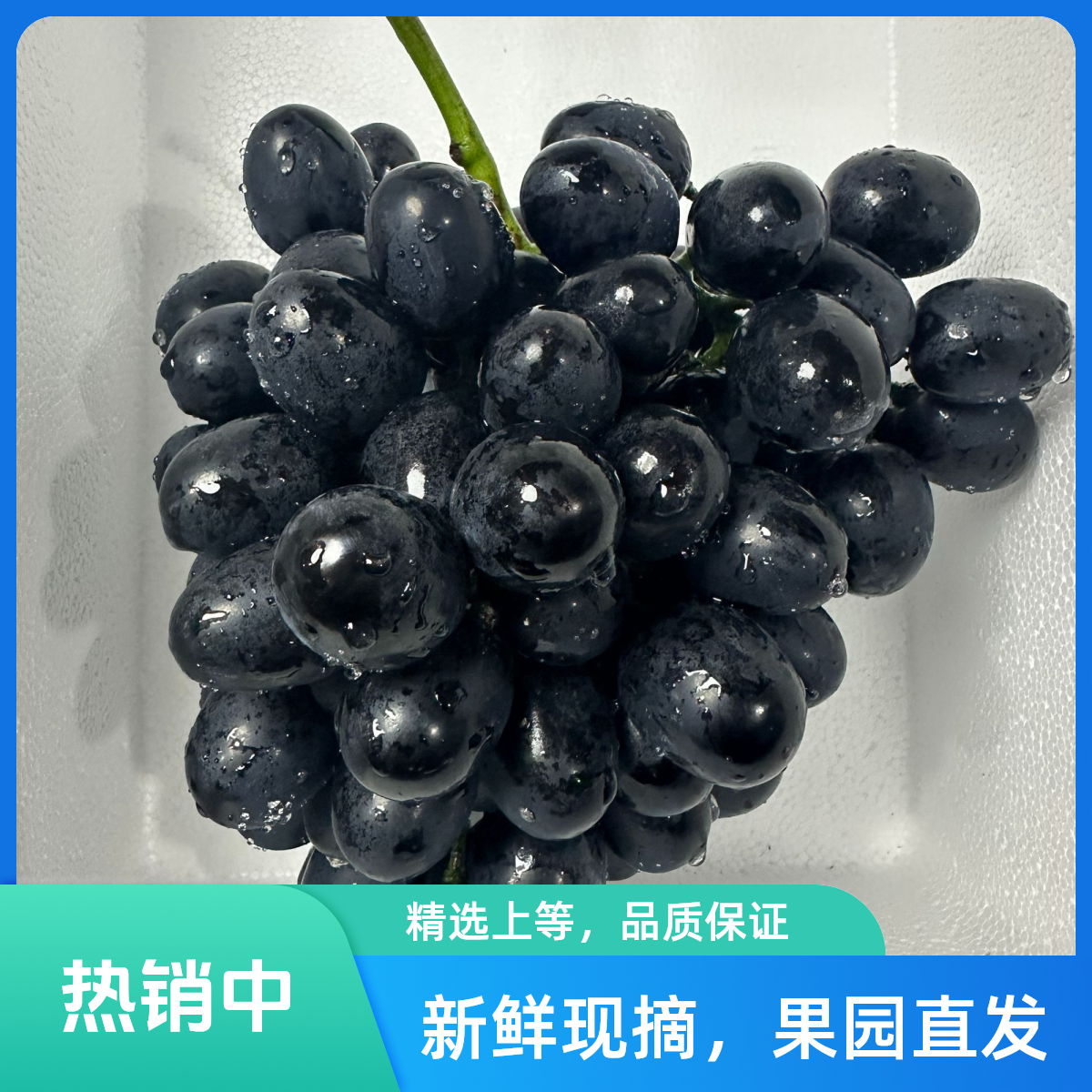 【次日达】现摘葡萄 贵州长顺紫王葡萄 皮薄肉脆汁水足 果园现摘现发 新鲜现摘 顺丰送货上门贵州省