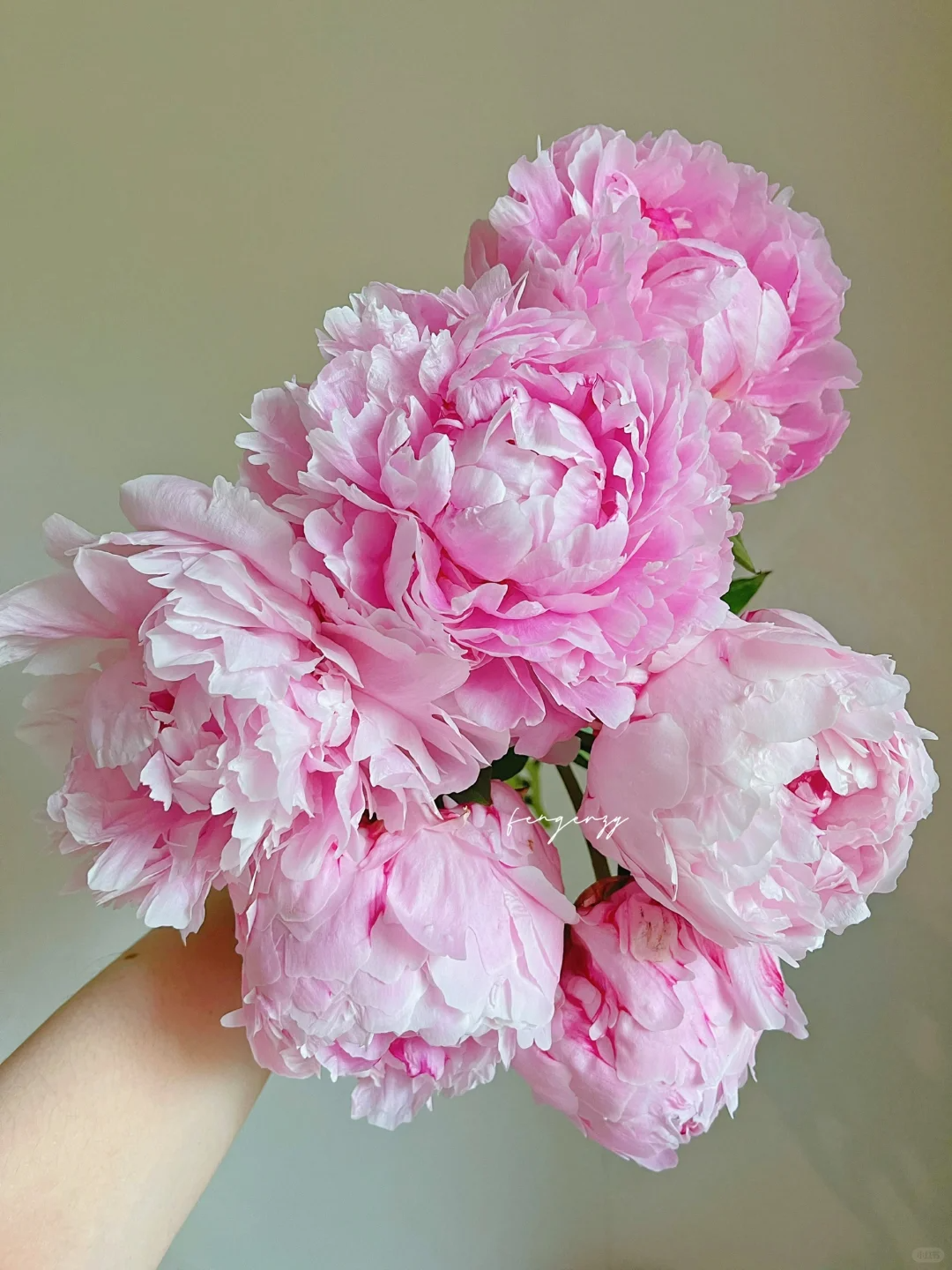 【芍药】沙拉 任拍三单及以上包顺空鲜切花5支装%20不售后