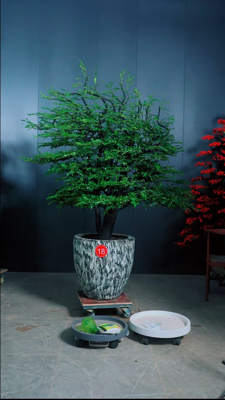 无花朵华**子小叶紫檀18号