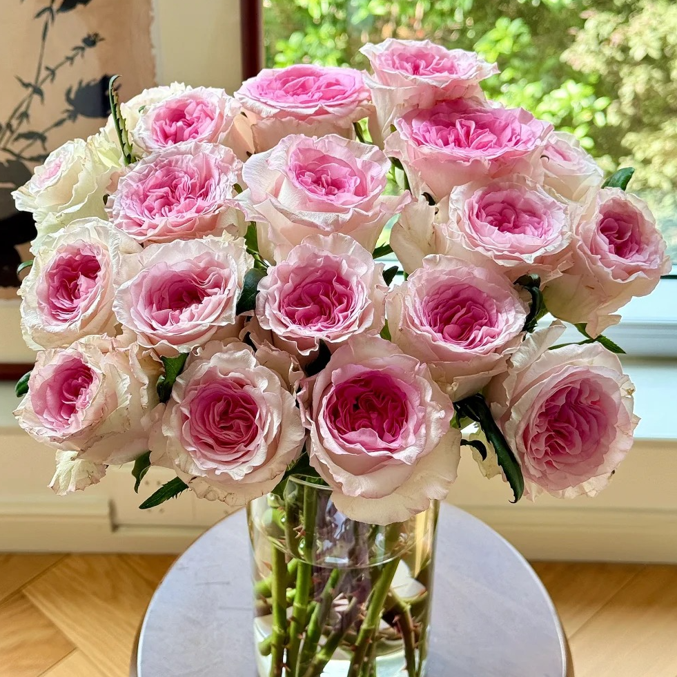 【月亮花圃】单头（洛神）玫瑰  1单普通快递，2单以上顺丰冷链