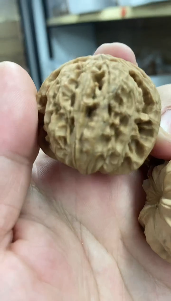 白狮子新果山地果#4068