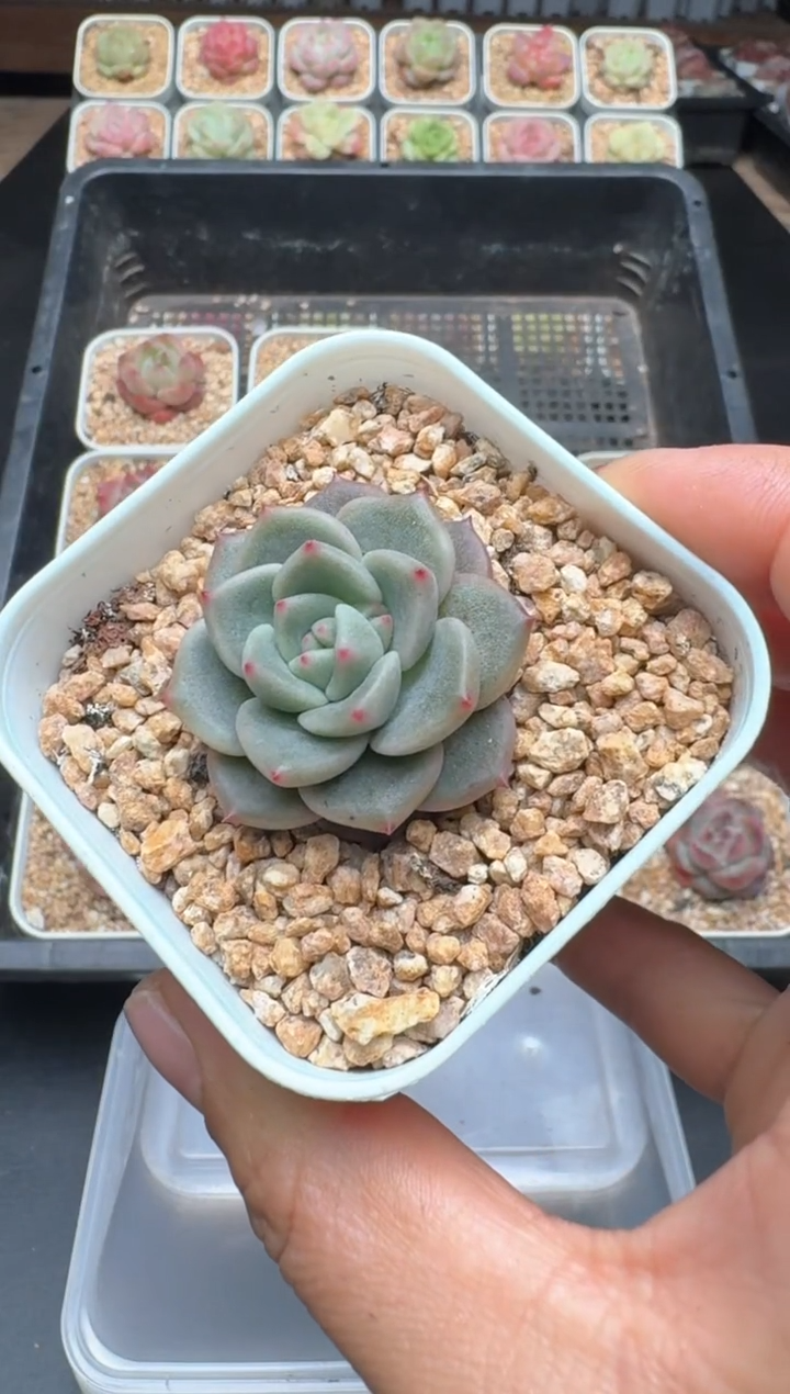 【闪购商品】982C物拍多肉带盆土6.5杯拍3颗包柚