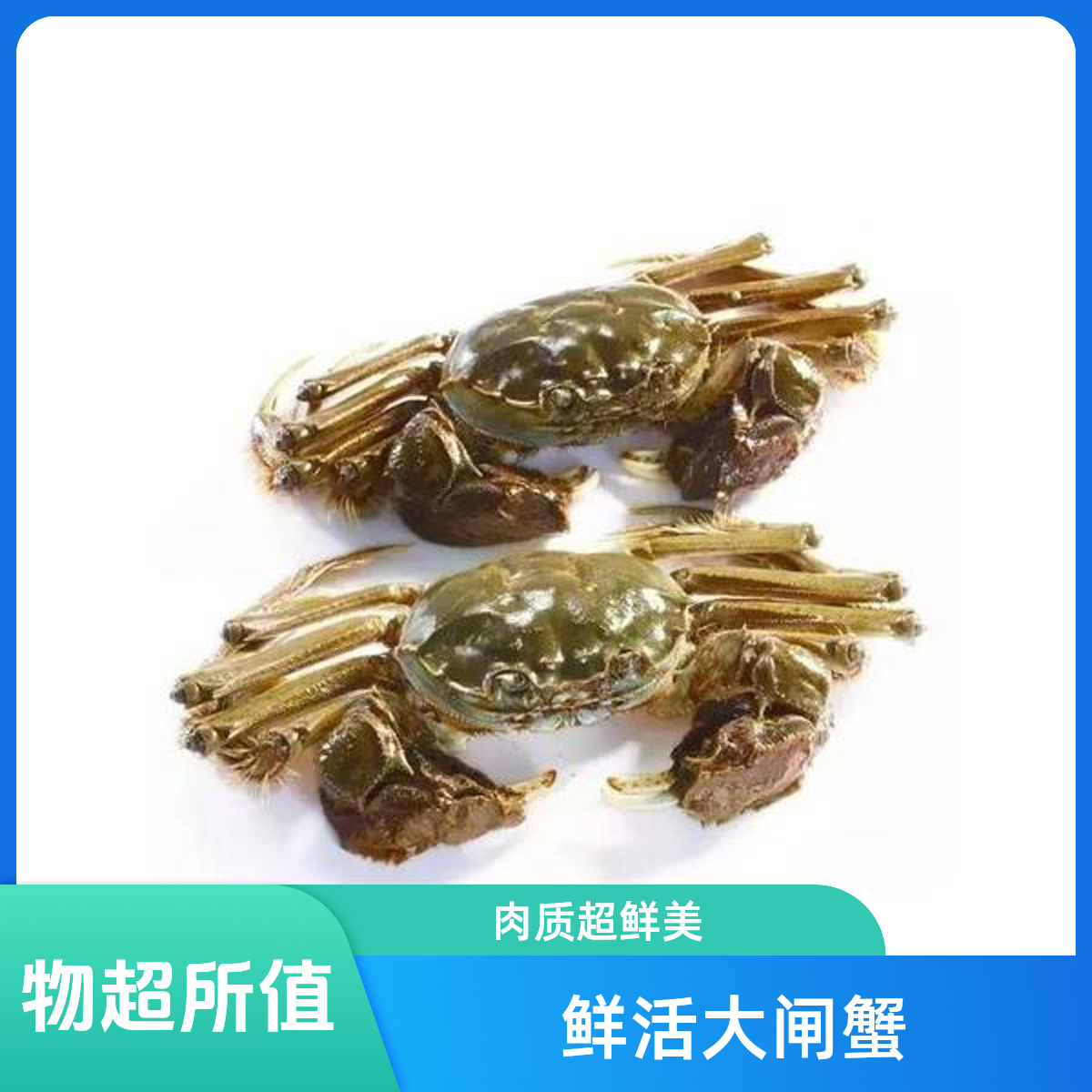 【活蟹2-5】【公母混合】掉脚大闸蟹公蟹3两起母蟹2两起8只3斤装