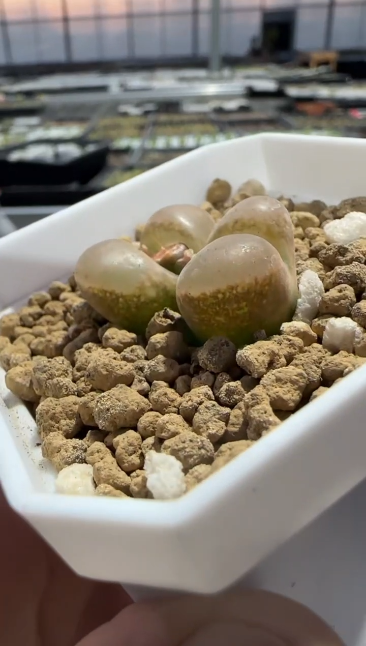 【闪购商品】9-478