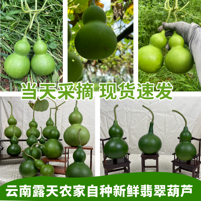 【一物一拍】专用链接观赏装饰吉祥好运新鲜翡翠葫芦绿皮青皮绿宝石
