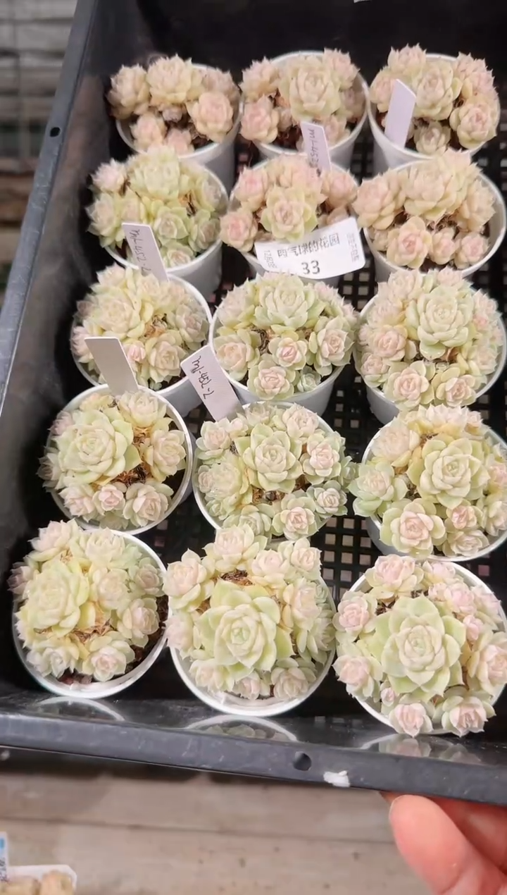 1223-33m1-452-2多肉量拍任意发一颗群生不包整