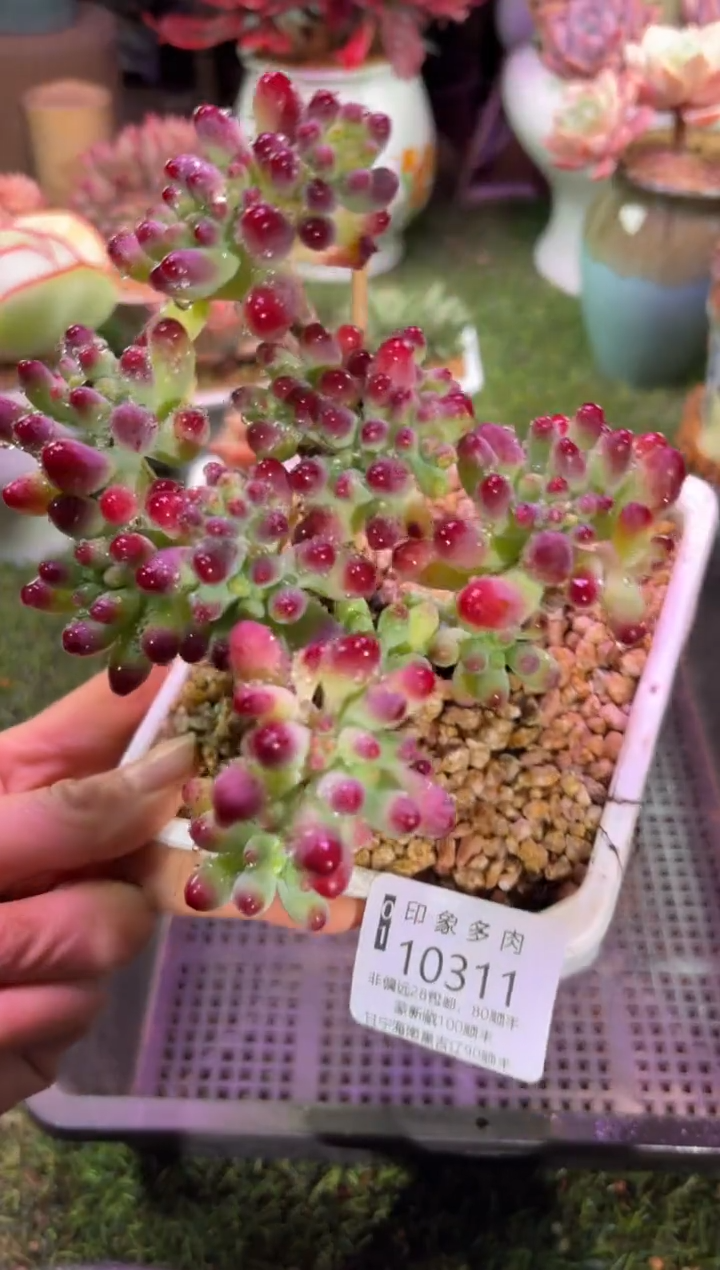 【闪购商品】10311