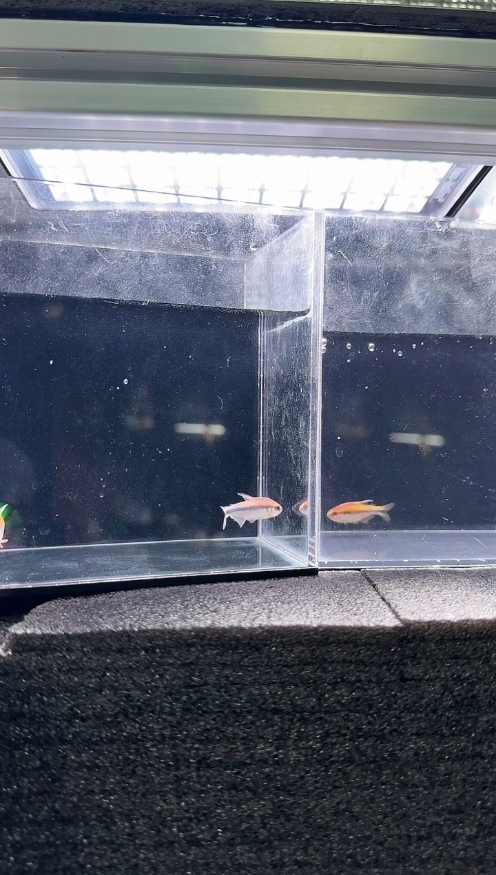 灯科鱼-****.浅云魔鬼