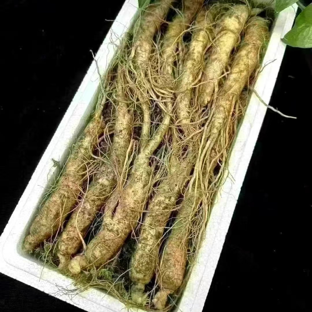 长白山人参 鲜参 不同规格