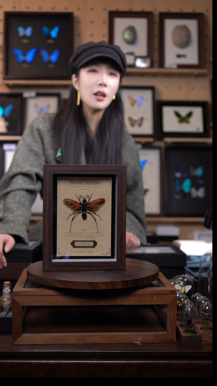 涛行仓选蛛蜂发-蛛蜂标本8寸复古框