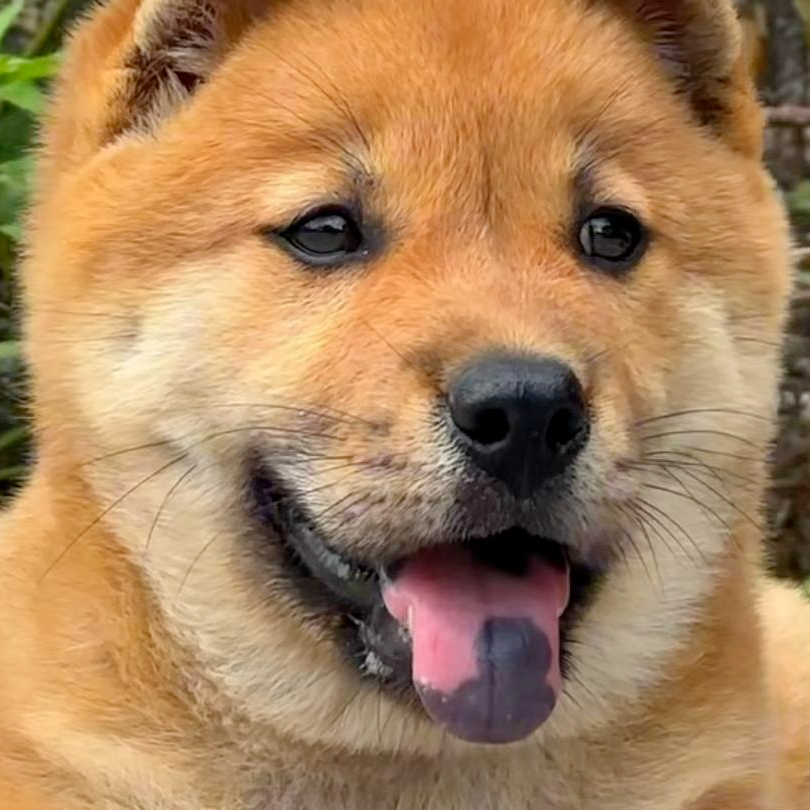 （广西狗王专属链接）广西纯种田园犬各大品类