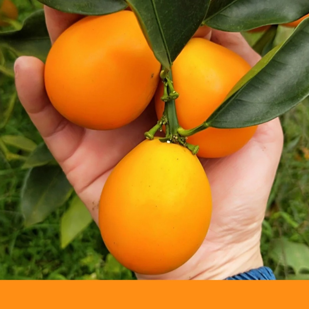 正宗嫁接【三代脆密金柑】阳台花园庭院种植高成活批发零售