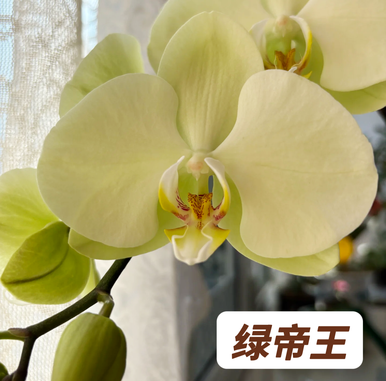 蝴蝶兰-【绿帝王】苗子3.0寸加高杯原杯发（有梗无花）