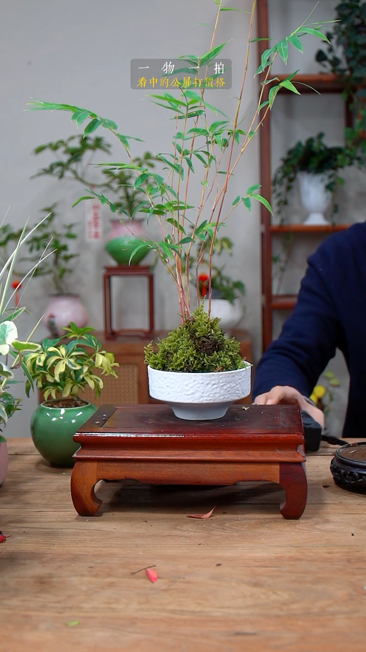 完全开放未*变143红竹