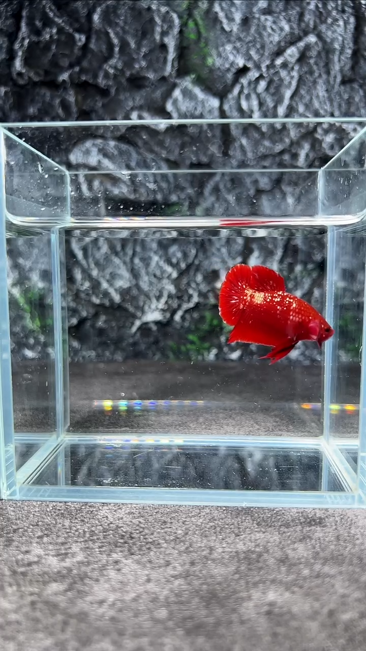 斗鱼竞拍链接A108