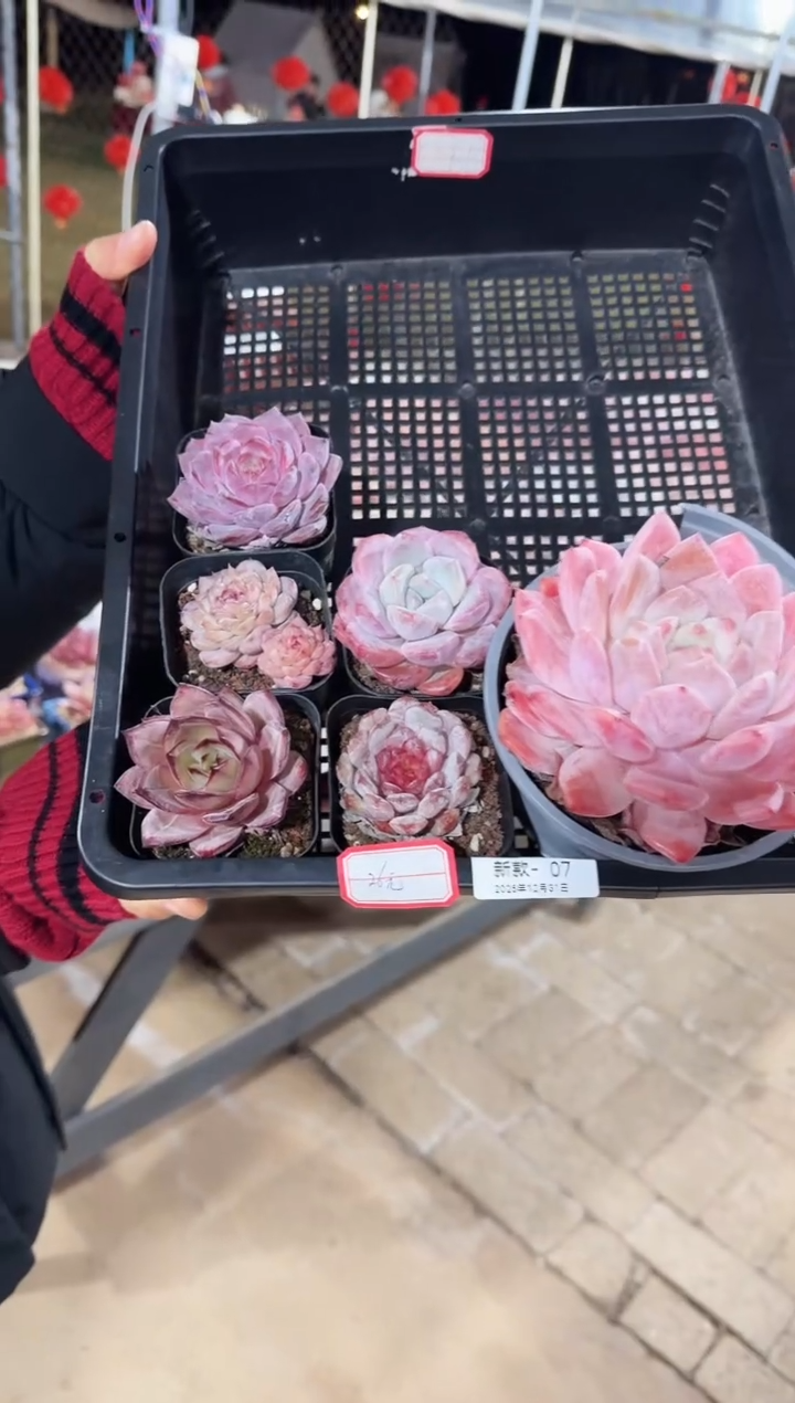 东云多肉园新款-07