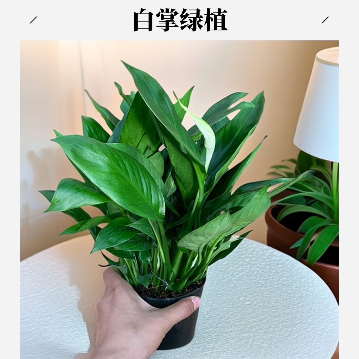 白掌一帆风顺桌面室内绿植摩托可水培办公室书房客厅