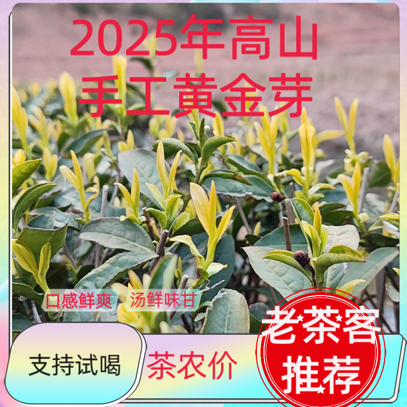2025新茶纯手工黄金芽