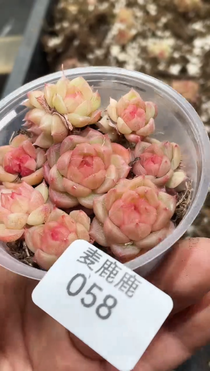 058小粉翡       量拍