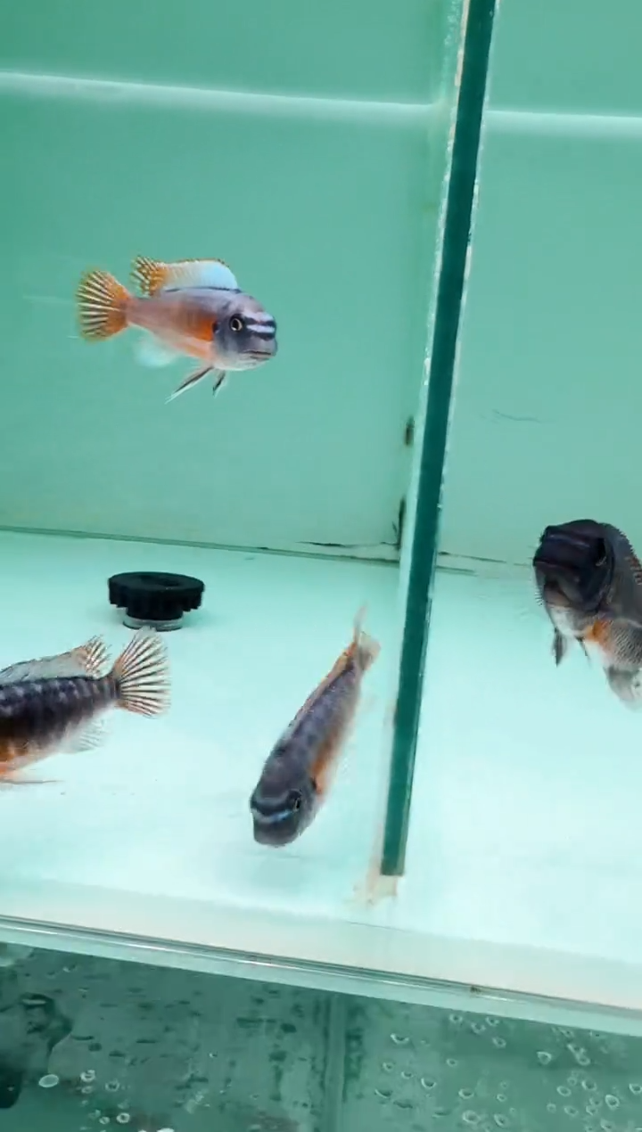 慈鲷鱼卡塔乐小丑7-9cm一条