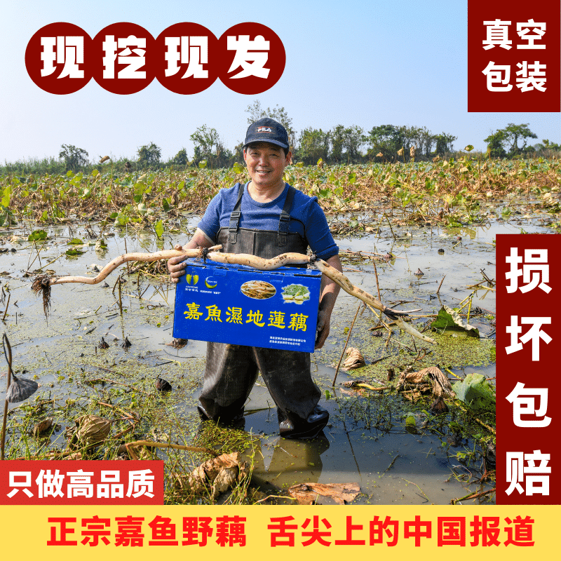 正宗湖北嘉鱼野藕  正宗粉藕煲汤秋冬滋补必备