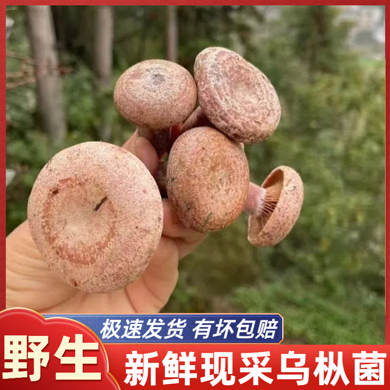 野生乌枞菌枞树菌新鲜三九菇九月香寒菌雁来蕈松乳菇松树菇重阳菌