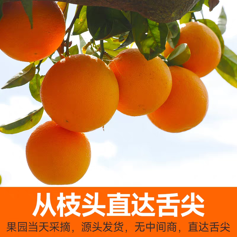 （试吃3个）正宗脐橙江西橙子大果薄皮整箱当季水果(多仓发货)