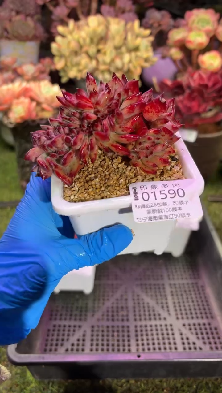 【闪购商品】01590