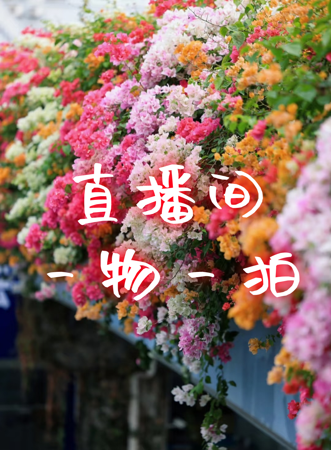 禾野26.8【三角梅】1加仑盆室内室外种植好养爬藤盆栽花卉--单盆