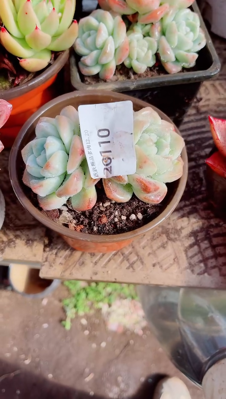 !*!跃跃精品多肉20110