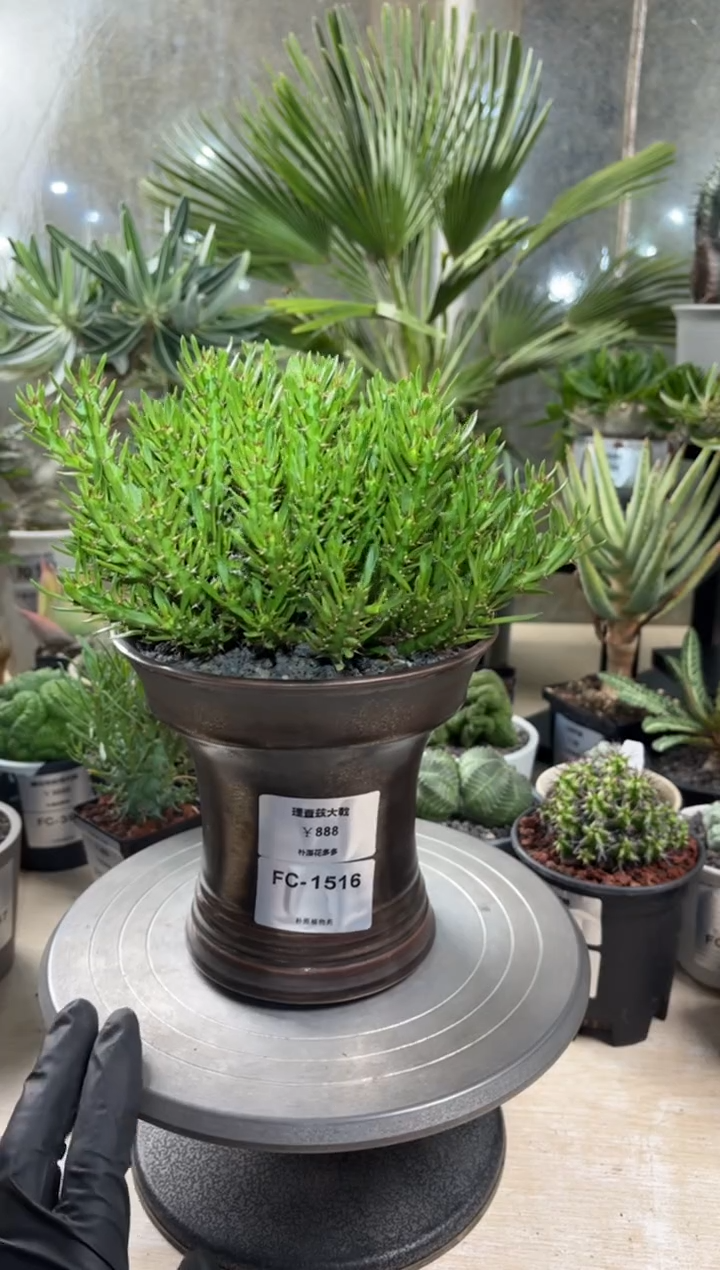 理查兹大戟FC-1516