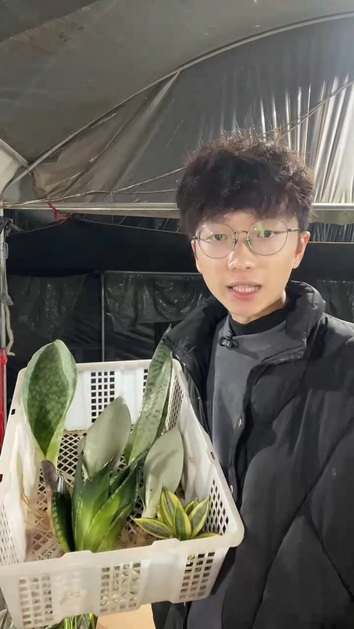 哈尼+矮脚星空+翡翠宝镜+银麦+白玉2+繁星裸根