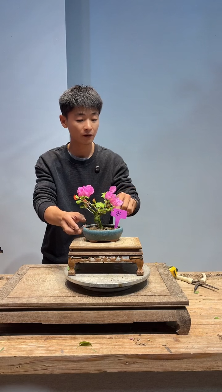 以实际为准三角梅86