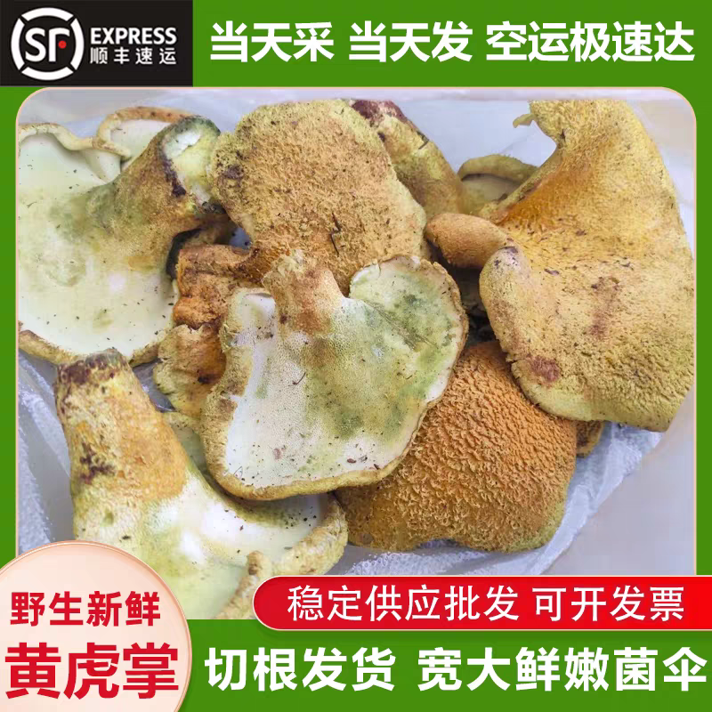 云南楚雄野生黄虎掌菌现挑现选顺丰空运包邮