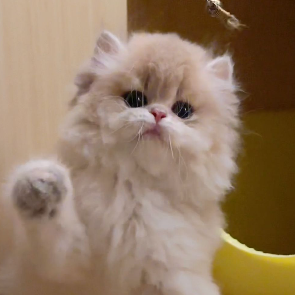 【喵小喵沈阳猫舍】蓝金长毛高脚猫