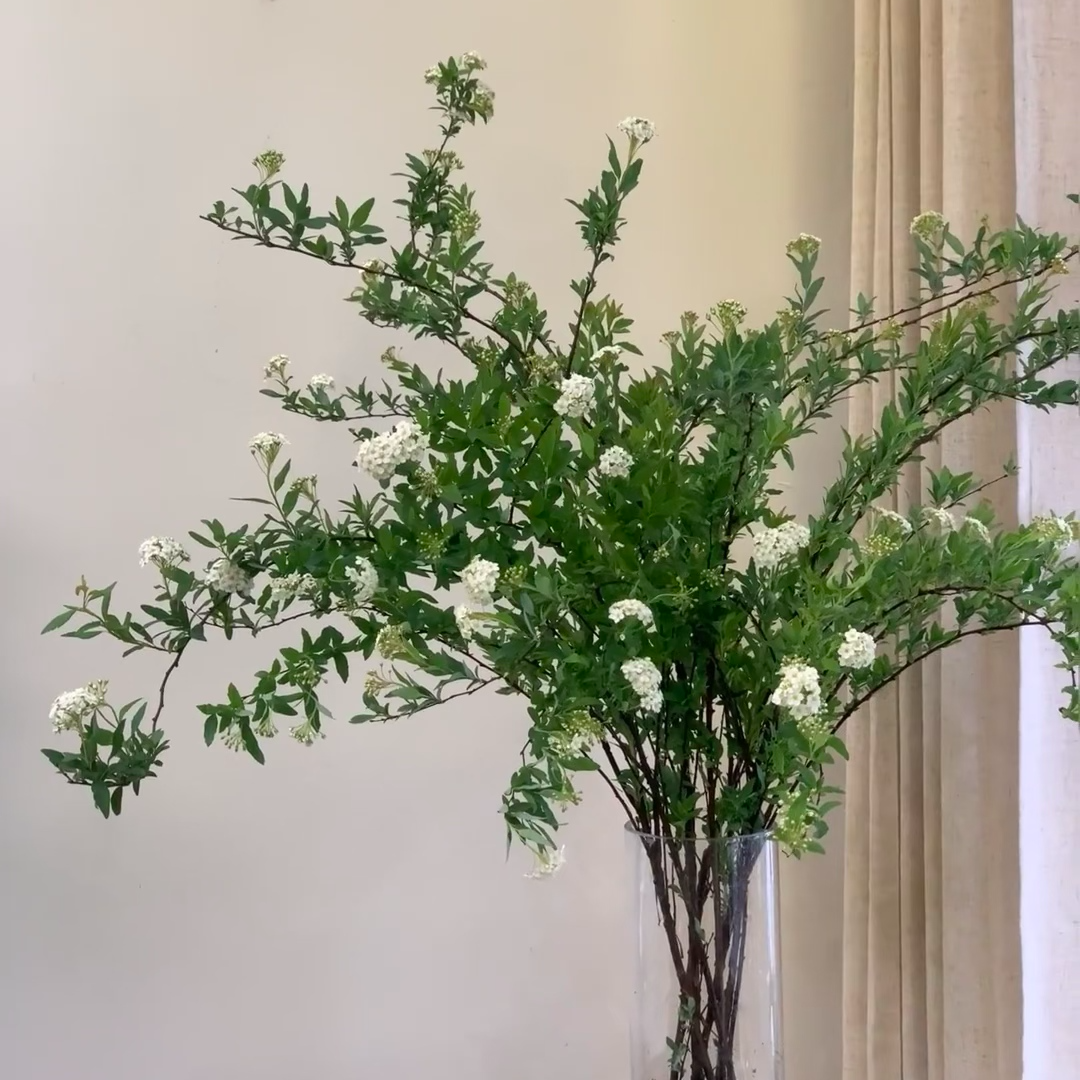 【买一送一】小手球花一把   形似圆球   基地鲜花云南鲜花家养水养