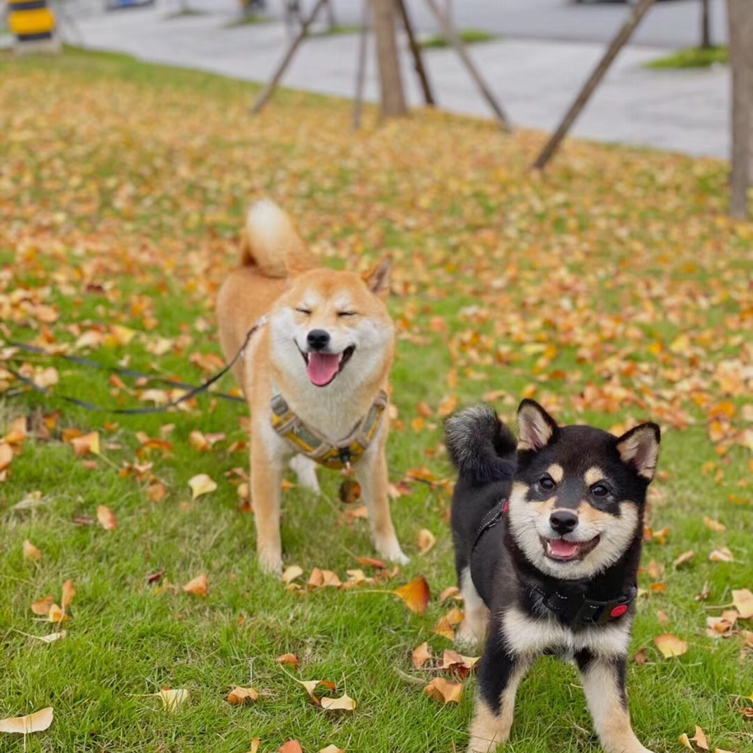 【锦澄家柴犬】赤柴 黑柴 白柴 豆柴 纯种家庭宠物