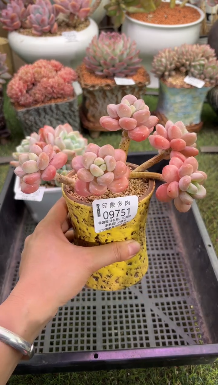 【闪购商品】09751